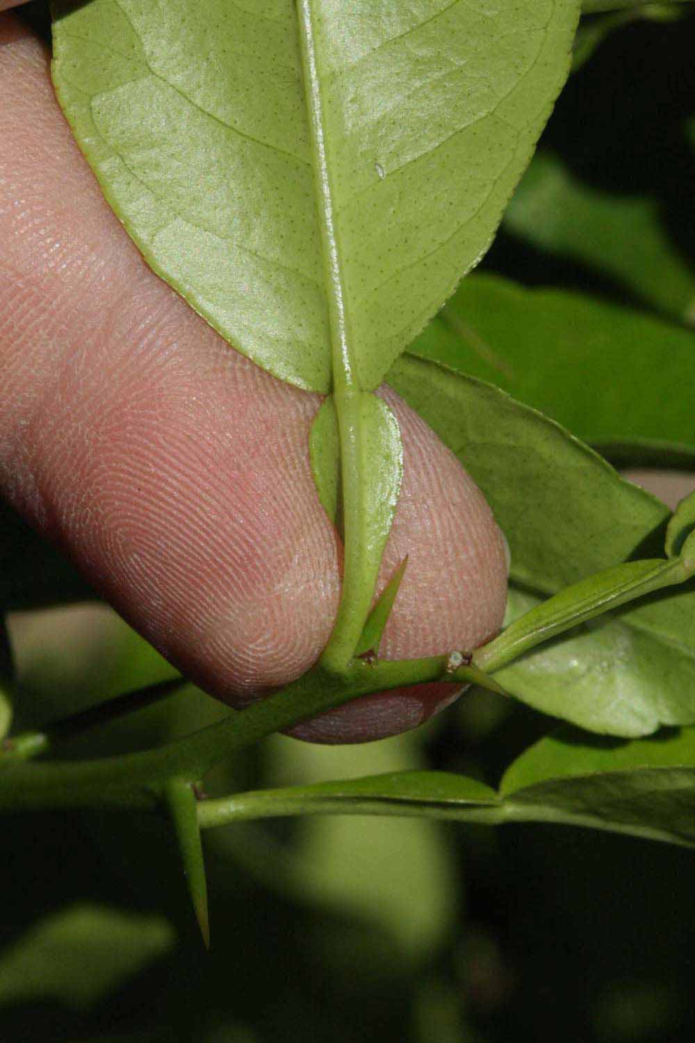              Petiole (Riverside, CA)       